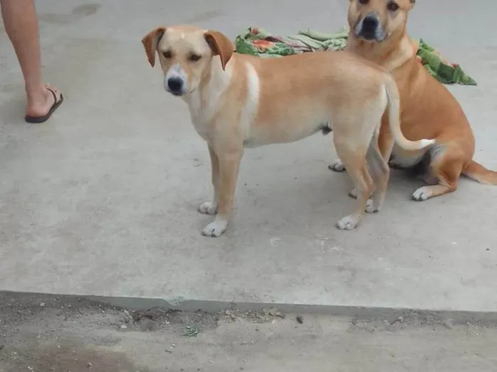 Cachorro ra a Boxer idade 1 ano nome THOR