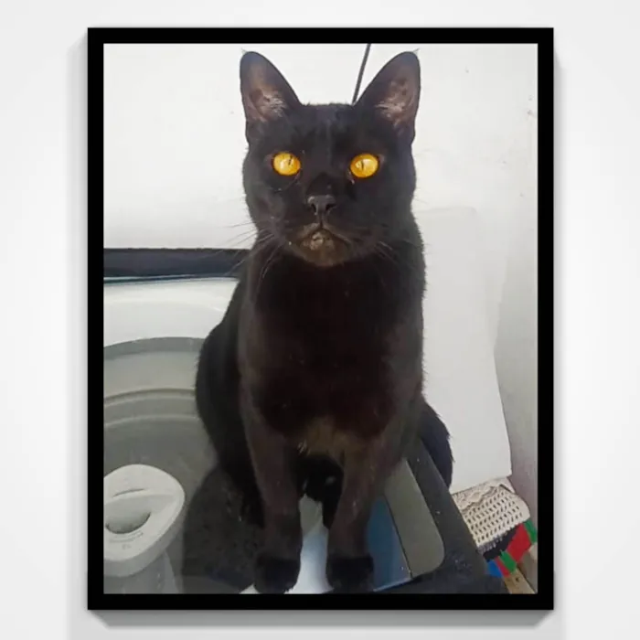 Gato ra a SRD-ViraLata idade 3 anos nome Negao