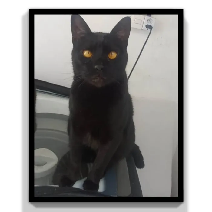 Gato ra a SRD-ViraLata idade 3 anos nome Negao