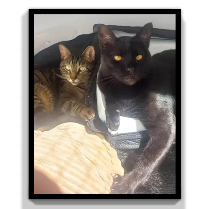 Gato ra a SRD-ViraLata idade 3 anos nome Negao