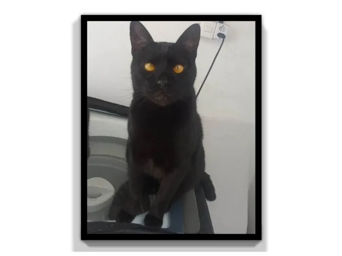 Gato ra a SRD-ViraLata idade 3 anos nome Negao