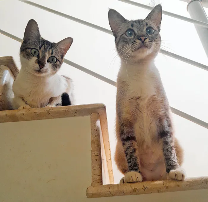 Gato ra a SRD-ViraLata idade 2 anos nome Maria Eduarda & Ana Clara