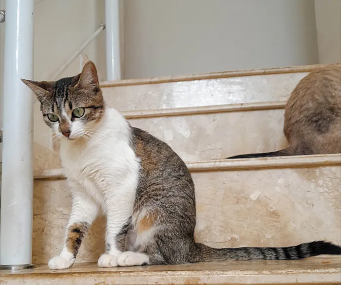 Gato ra a SRD-ViraLata idade 2 anos nome Maria Eduarda & Ana Clara
