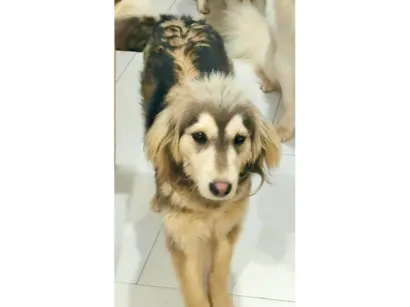 Cachorro raça SRD-ViraLata idade 3 anos nome Lucky 