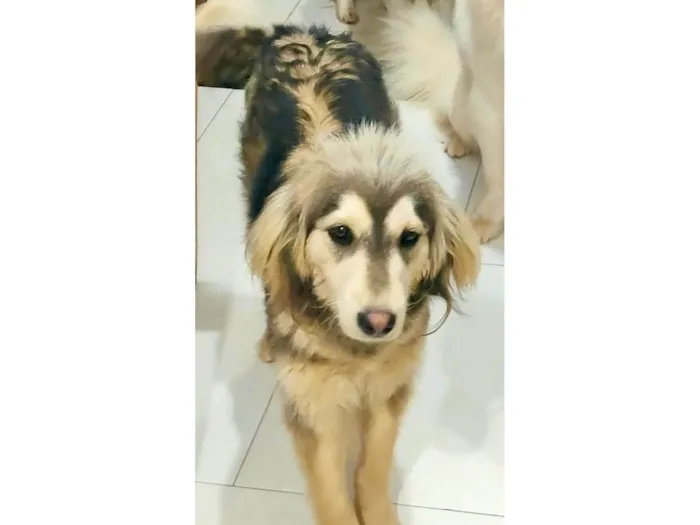 Cachorro ra a SRD-ViraLata idade 3 anos nome Lucky