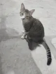 Laila
