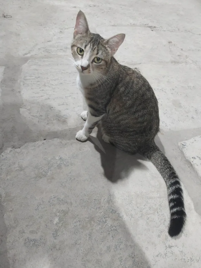 Gato ra a SRD-ViraLata idade 1 ano nome Laila