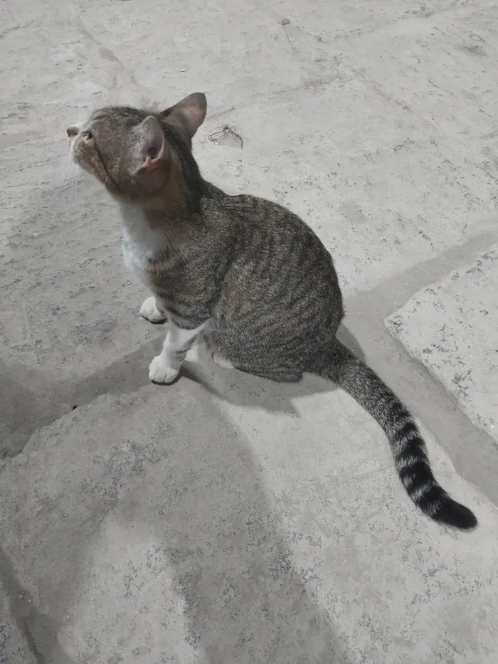 Gato ra a SRD-ViraLata idade 1 ano nome Laila