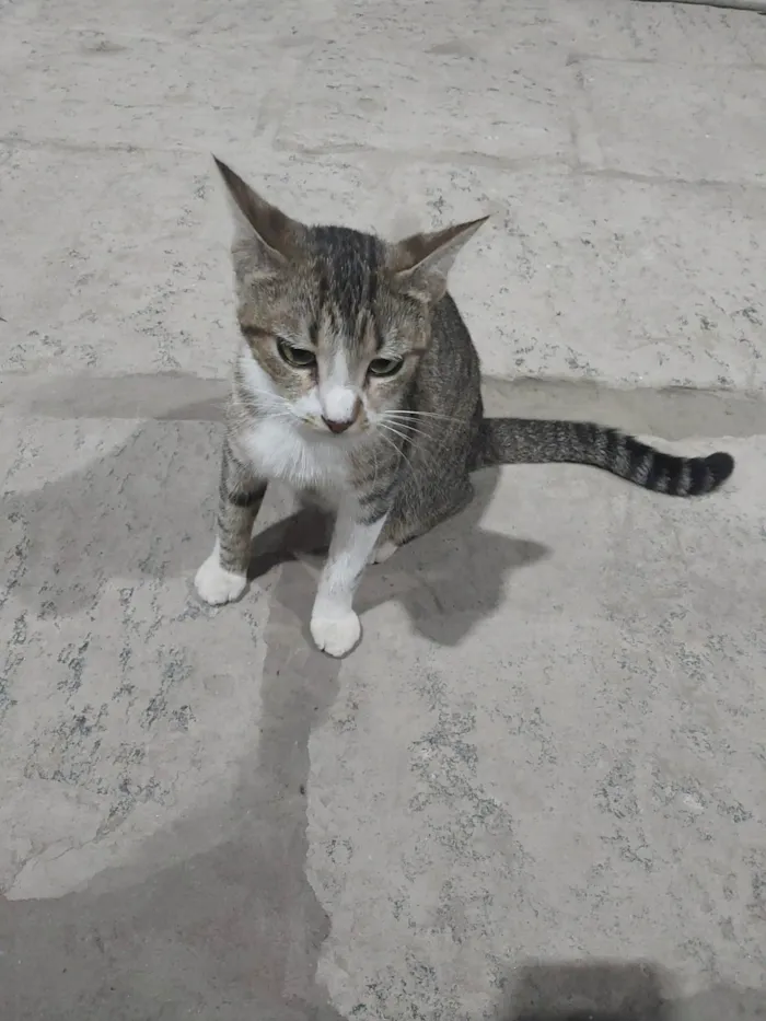Gato ra a SRD-ViraLata idade 1 ano nome Laila