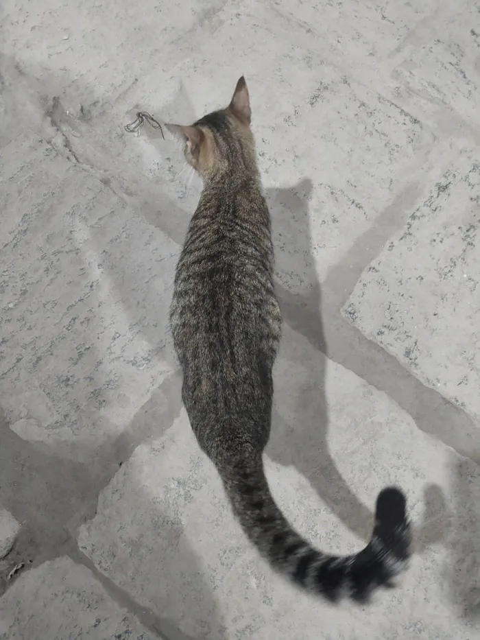 Gato ra a SRD-ViraLata idade 1 ano nome Laila