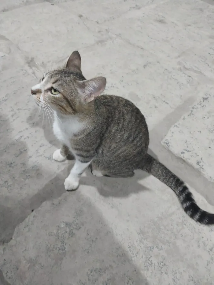 Gato ra a SRD-ViraLata idade 1 ano nome Laila