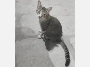 Gato raça SRD-ViraLata idade 1 ano nome Laila