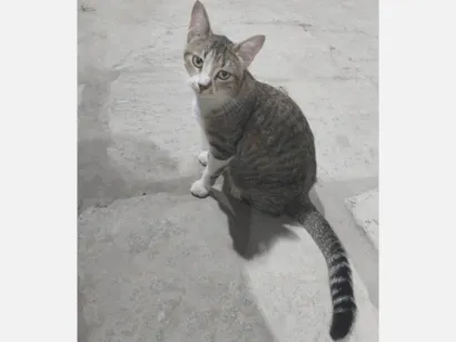Gato raça SRD-ViraLata idade 1 ano nome Laila