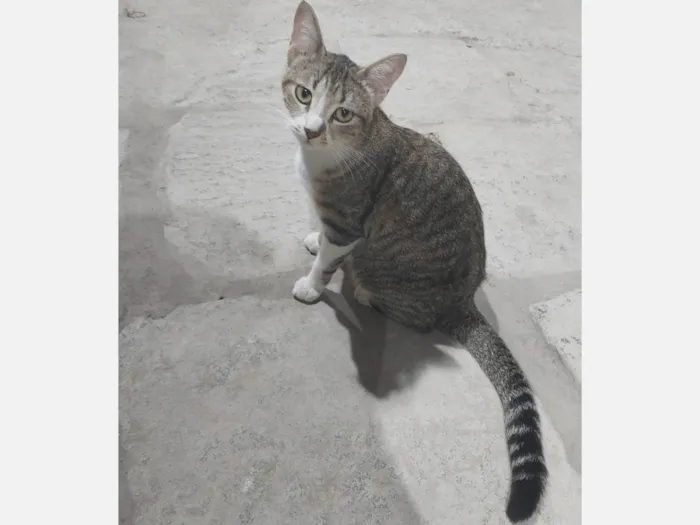 Gato ra a SRD-ViraLata idade 1 ano nome Laila