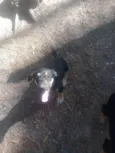 Tico