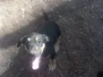 Tico
