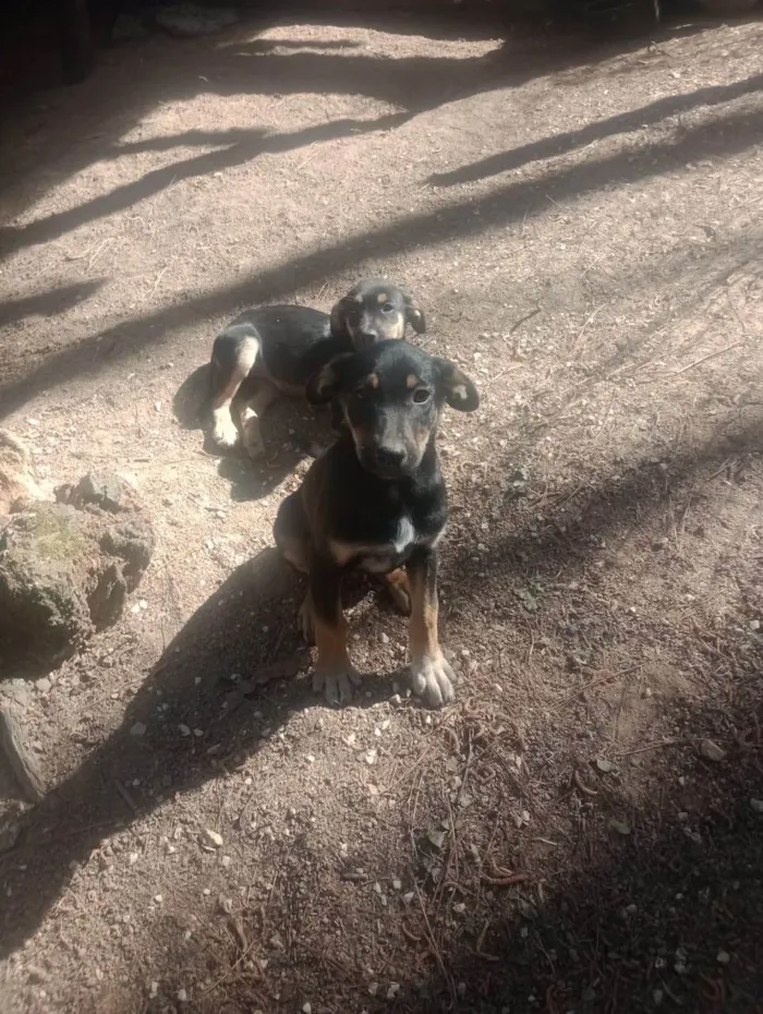 Cachorro ra a SRD-ViraLata idade Abaixo de 2 meses nome Celeste