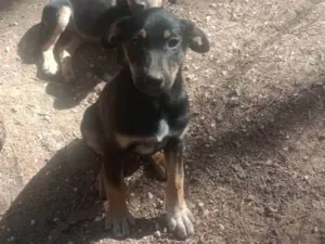 Cachorro raça SRD-ViraLata idade Abaixo de 2 meses nome Celeste