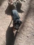 Toinho