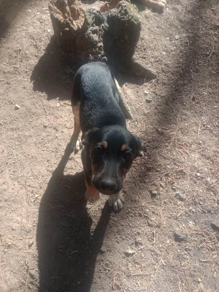 Cachorro ra a SRD-ViraLata idade Abaixo de 2 meses nome Toinho