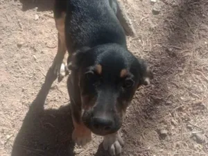 Cachorro raça SRD-ViraLata idade Abaixo de 2 meses nome Toinho