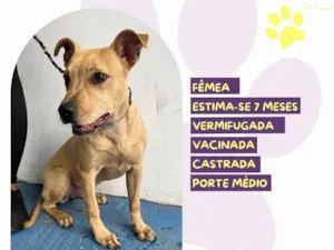 Cachorro raça SRD-ViraLata idade 7 a 11 meses nome Melissa