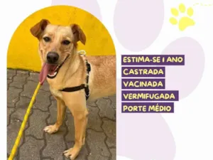 Cachorro raça SRD-ViraLata idade 1 ano nome Pandora