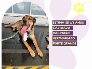 Cachorro raça SRD-ViraLata idade 5 anos nome  Pluto