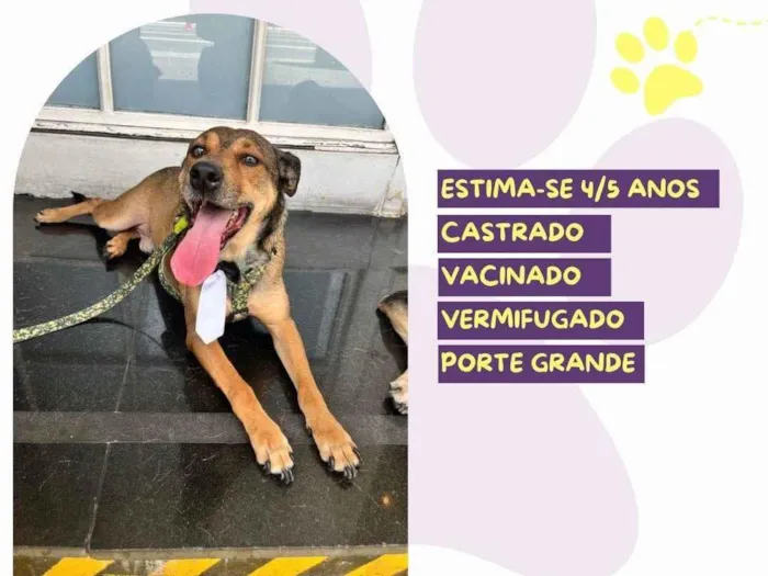 Cachorro ra a SRD-ViraLata idade 5 anos nome  Pluto