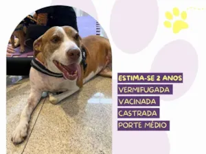 Cachorro raça SRD-ViraLata idade 2 anos nome Zara
