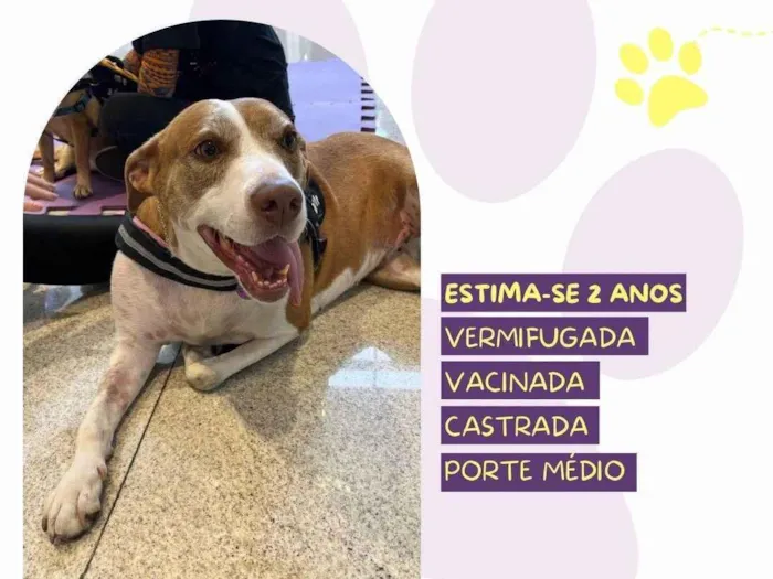 Cachorro ra a SRD-ViraLata idade 2 anos nome Zara