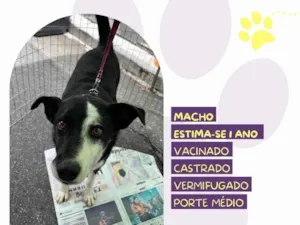Cachorro raça SRD-ViraLata idade 1 ano nome Zeus