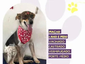 Cachorro raça SRD-ViraLata idade 2 anos nome Kim