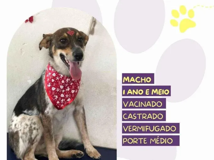 Cachorro ra a SRD-ViraLata idade 2 anos nome Kim
