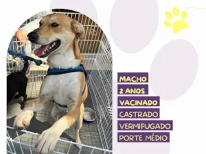 Cachorro raça SRD-ViraLata idade 2 anos nome Simba