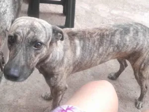 Cachorro raça SRD-ViraLata idade 2 anos nome Pérola 