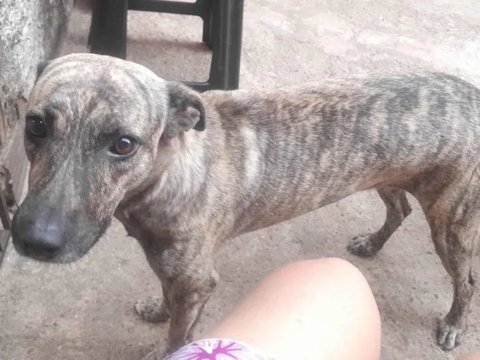 Cachorro ra a SRD-ViraLata idade 2 anos nome Pérola 