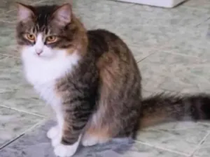 Gato raça SRD-ViraLata idade 1 ano nome Janis
