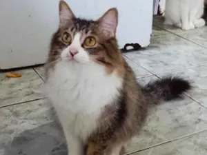 Gato raça SRD-ViraLata idade 1 ano nome Janis