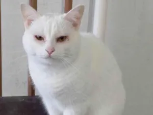 Gato raça SRD-ViraLata idade 3 anos nome Branquinha