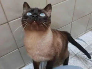 Gato raça Siamês idade 4 anos nome Lagherta