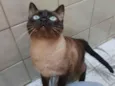Lagherta
