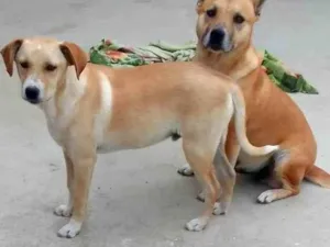 Cachorro raça Boxer idade 1 ano nome THOR