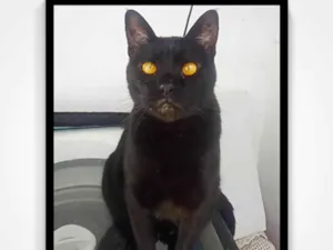 Gato raça SRD-ViraLata idade 3 anos nome Negao