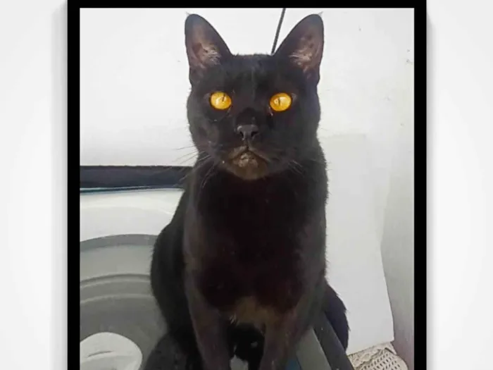 Gato ra a SRD-ViraLata idade 3 anos nome Negao