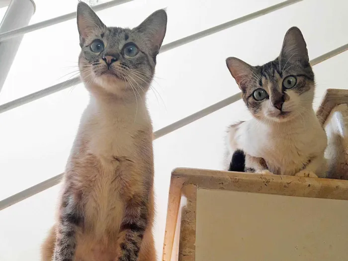 Gato ra a SRD-ViraLata idade 2 anos nome Maria Eduarda & Ana Clara