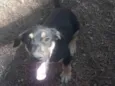 Tico