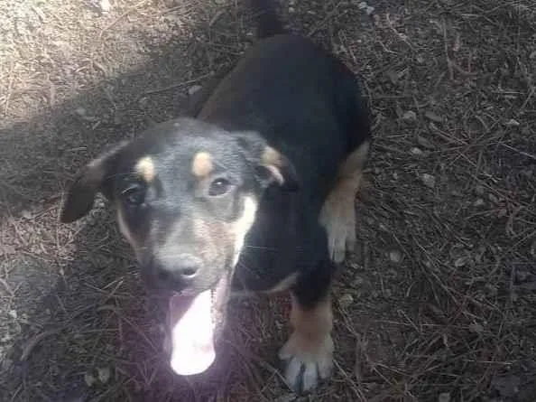 Cachorro ra a SRD-ViraLata idade Abaixo de 2 meses nome Tico