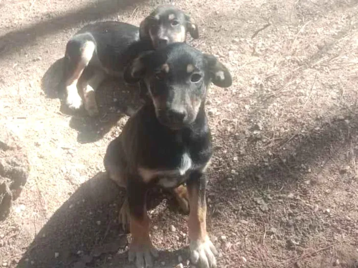 Cachorro ra a SRD-ViraLata idade Abaixo de 2 meses nome Celeste
