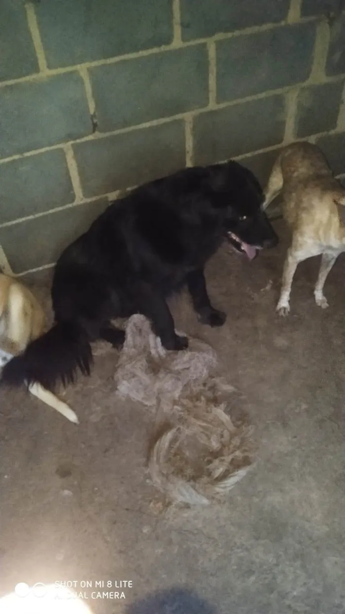 Cachorro ra a SRD-ViraLata idade 6 ou mais anos nome Mel